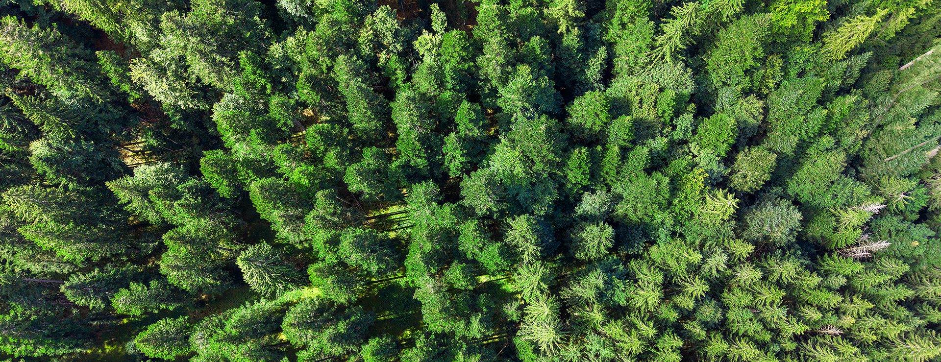 Vue aérienne d’une forêt